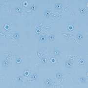 women's dusk blue eyelet cup bikini top